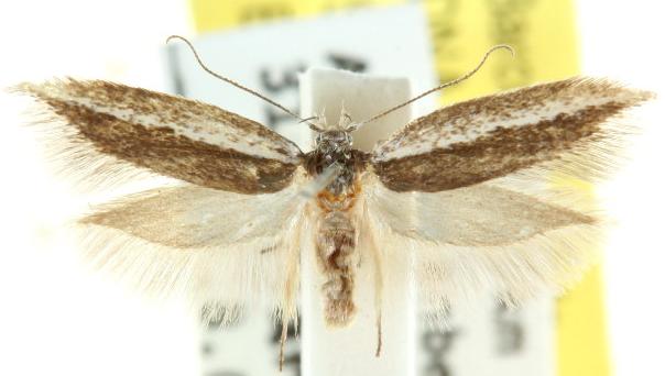 Periallactis monostropha