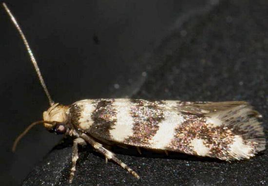 Meioglossa pentochra