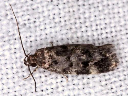 Barea subviridella