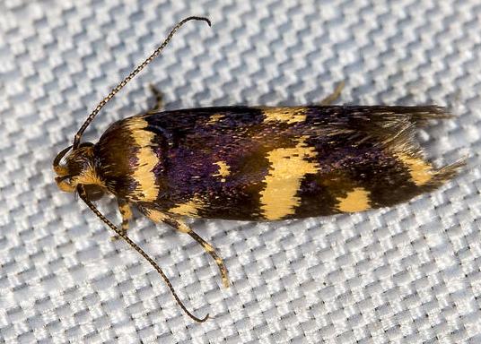 Catadoceta xanthostephana