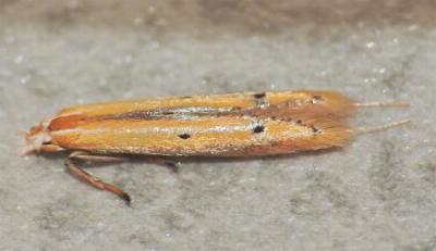 Batrachedra eustola