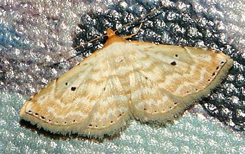 Thermesia cariosa