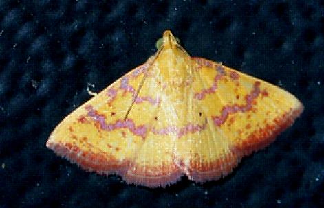 Raparna crocophara