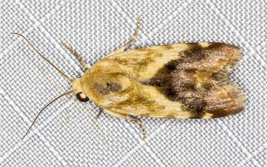 Acontia detrita