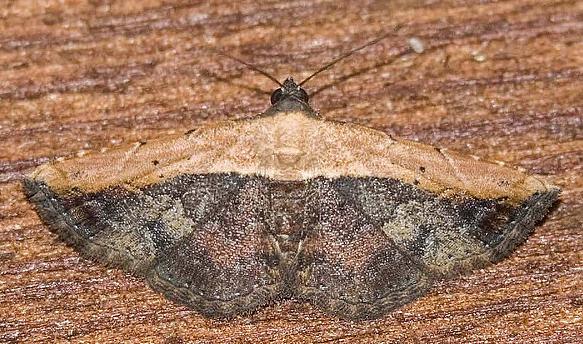 Ataboruza divisa