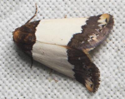 Eublemma eurynipha