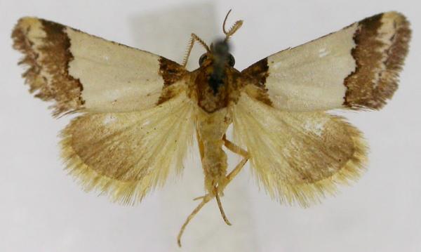 Eublemma eurynipha