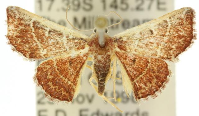 Corgatha figuralis