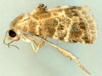 Eublemma glaucochroa