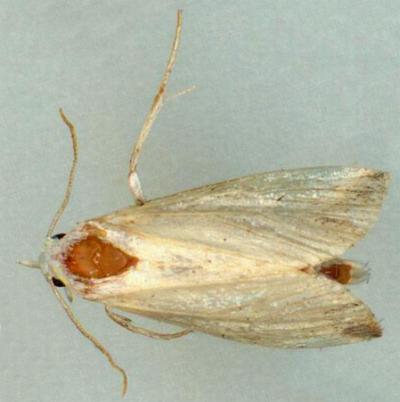 Eublemma marmaropa