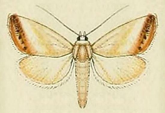 Eublemma marmaropa
