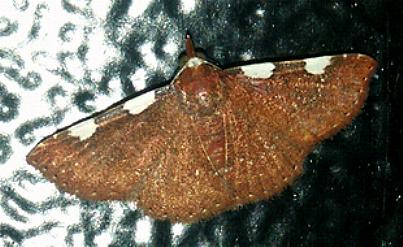 Corgatha minuta