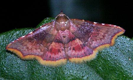 Corgatha omopis