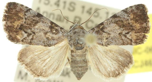 Metachrostis paurograpta