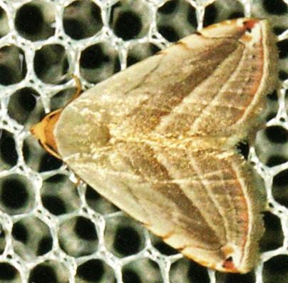 Eublemma ragusana