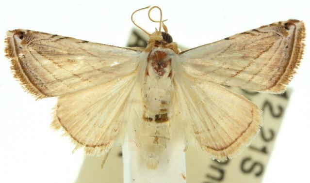 Eublemma ragusana