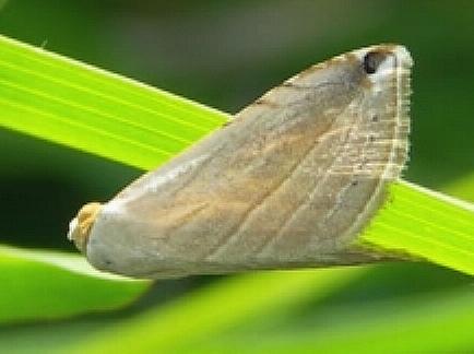 Eublemma ragusana