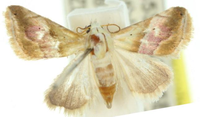 Eublemma roseana
