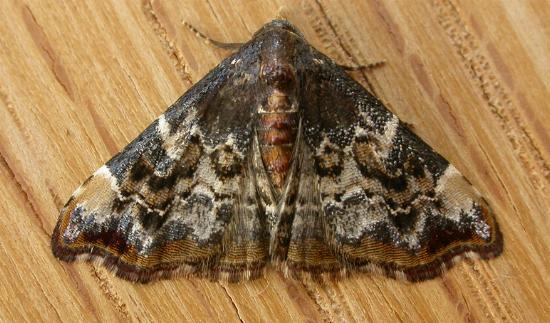 Corgatha sideropasta