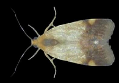 Acontia thapsina