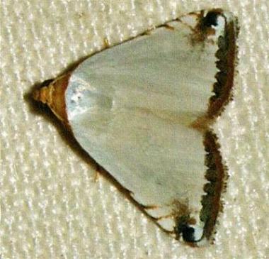 Eublemma vestalis