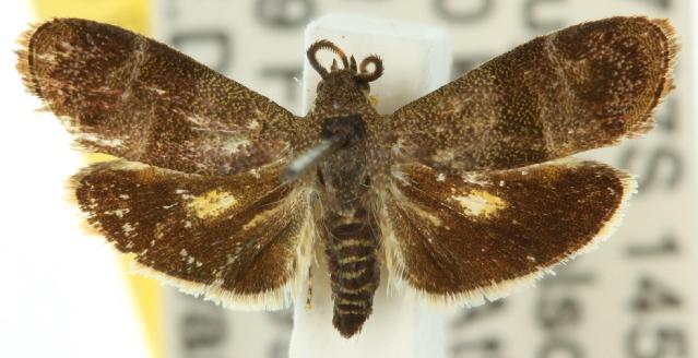 Miscera basichrysa