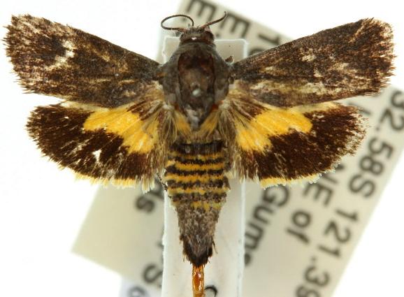 Miscera centropis