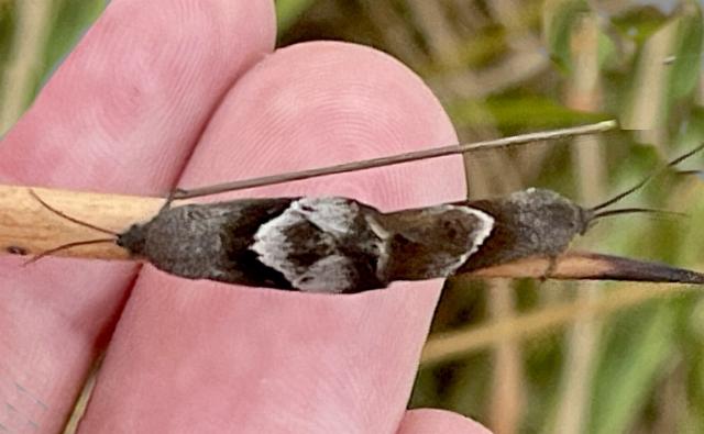 Miscera desmotoma