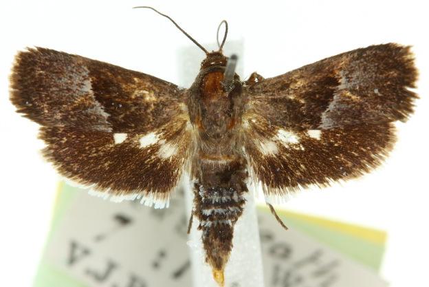 Miscera desmotoma
