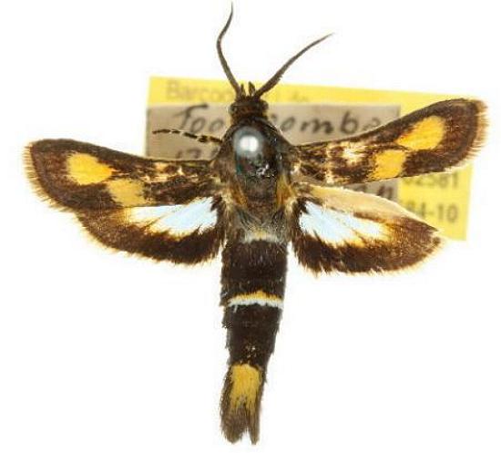Miscera homotona