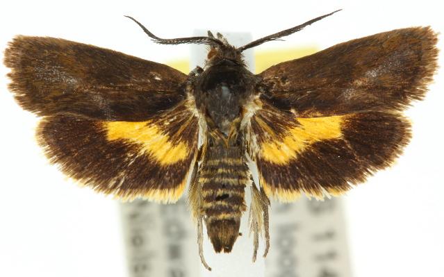 Miscera mesochrysa