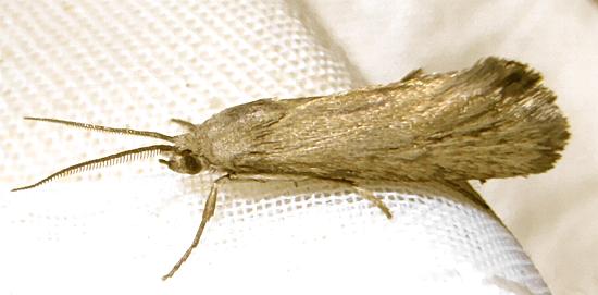 Miscera omichleutis