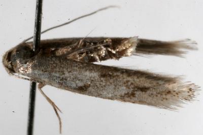Ogmograptis scribula