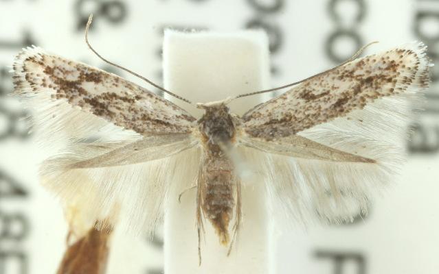 Ogmograptis scribula