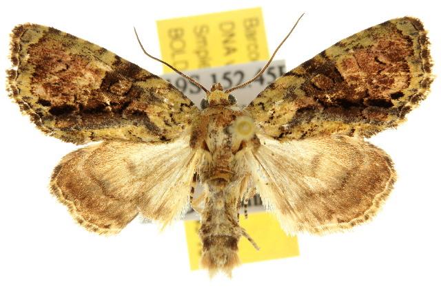 Epicyrtica bryistis
