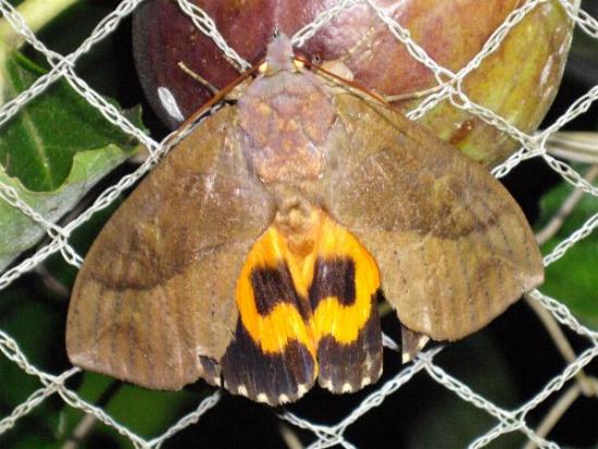 Eudocima fullonia