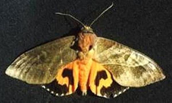 Eudocima fullonia