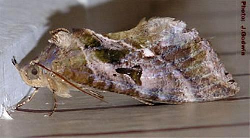 Eudocima fullonia