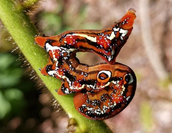 Eudocima fullonia