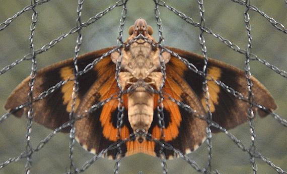 Eudocima fullonia