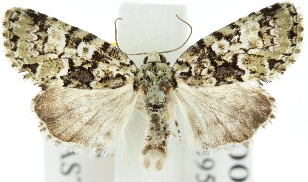 Epicyrtica hippolopha