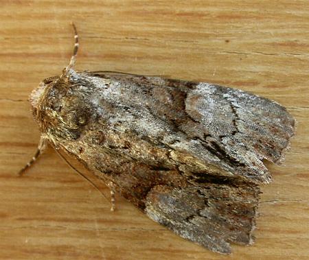 Epicyrtica leucostigma