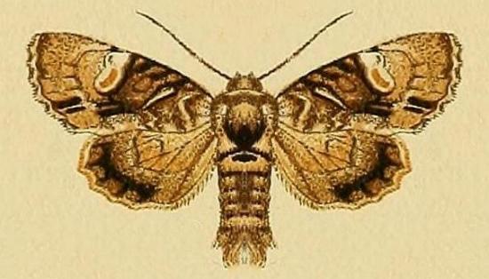 Epicyrtica leucostigma