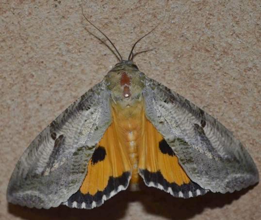 Eudocima materna