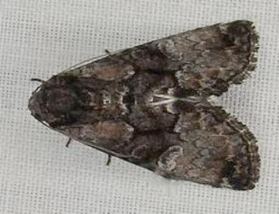 Epicyrtica melanops