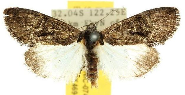 Epicyrtica melanops