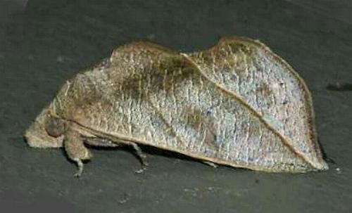 Calyptra minuticornis
