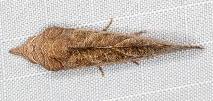 Calyptra minuticornis
