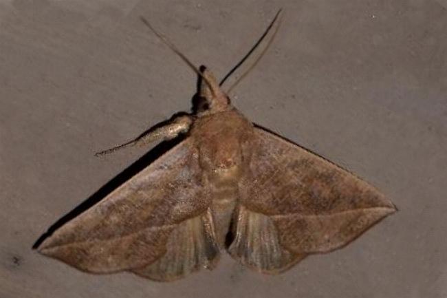 Calyptra minuticornis