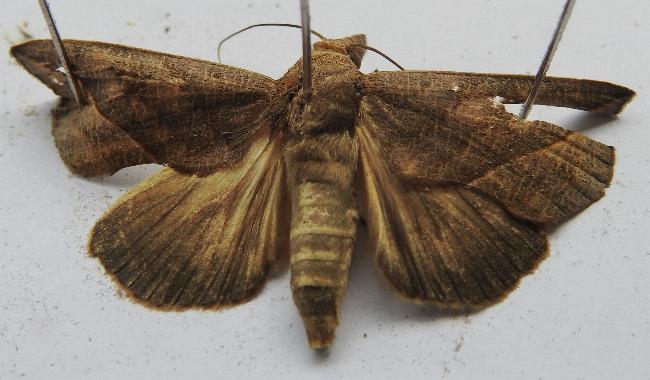 Calyptra minuticornis